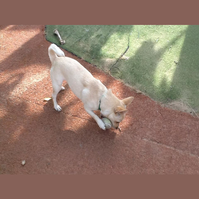 Photo of Missy   Adoption Pending