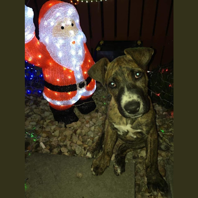 Photo of Nalah *Adoption Pending*