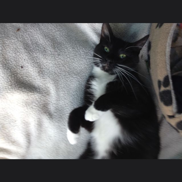 Photo of Luna