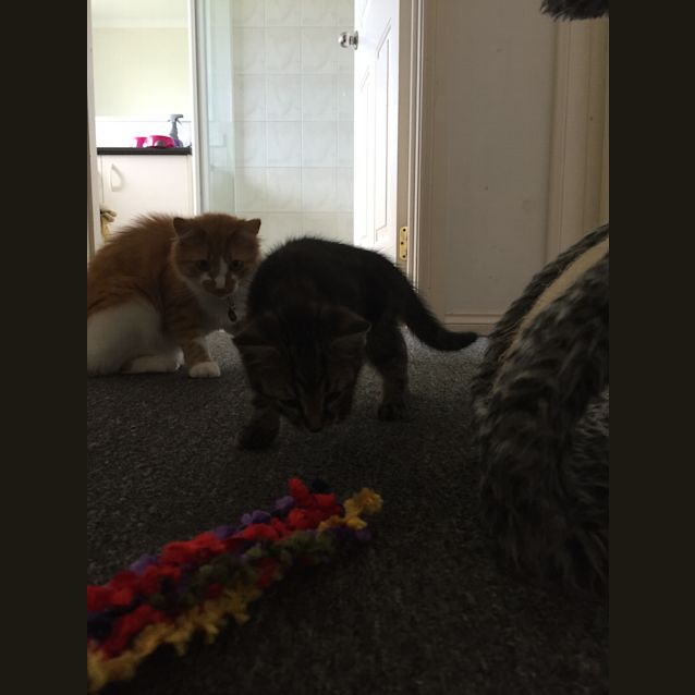 Photo of Norman (Ready To Go)