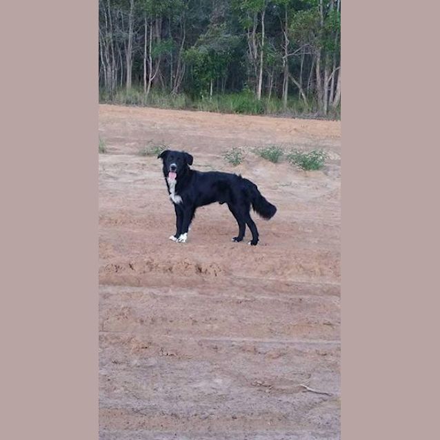 Photo of Reggie (Adoption Pending)