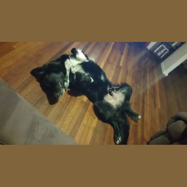 Photo of Reggie (Adoption Pending)