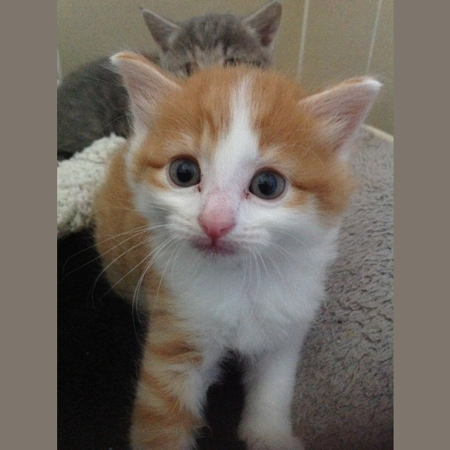 Photo of Gingerbread