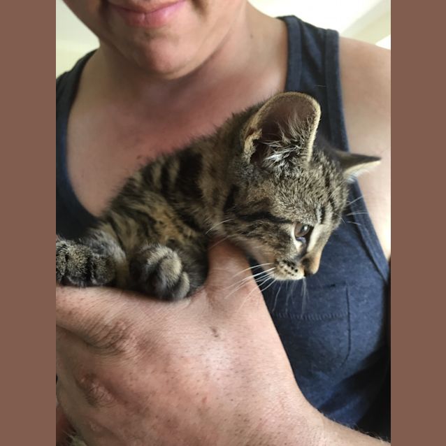 Photo of Norman (Ready To Go)