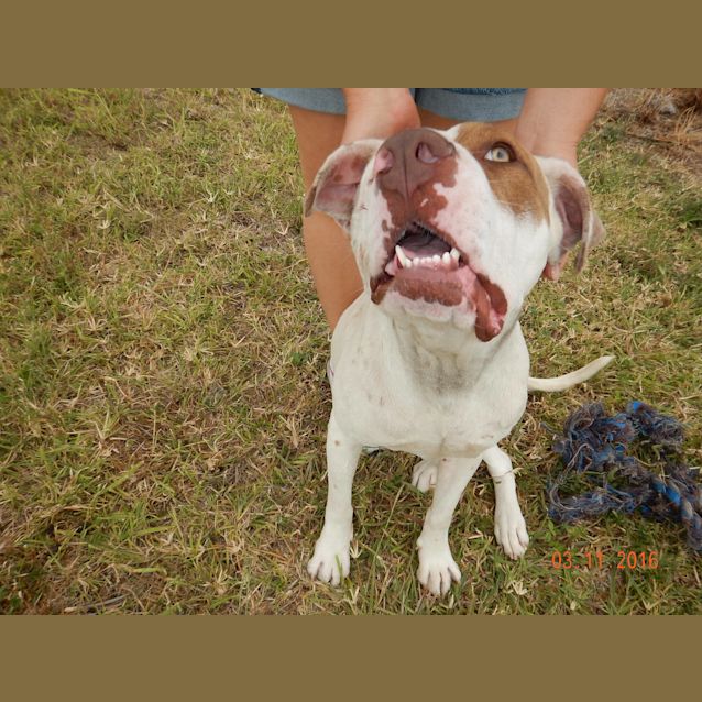 Photo of Malibu (Adoption Pending)