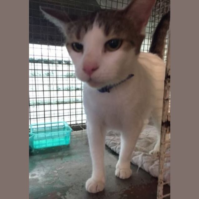 Photo of Peppie
