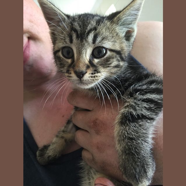 Photo of Norman (Ready To Go)