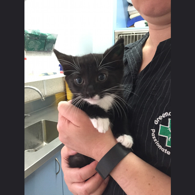 Photo of Louie  Ready To Go 