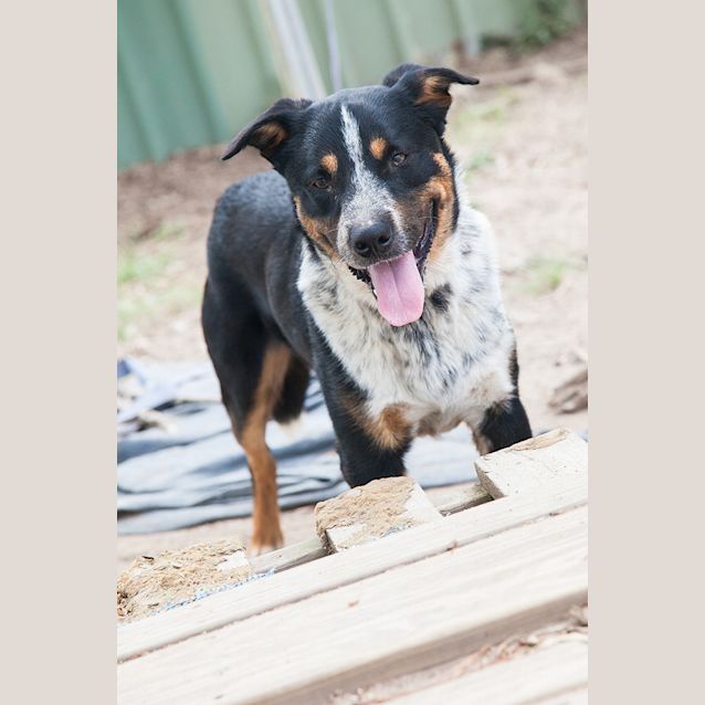 Photo of Chevy