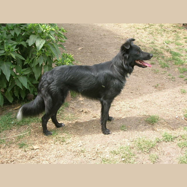 Photo of Skye