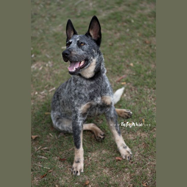 Photo of Jax * I'm Just $200! *