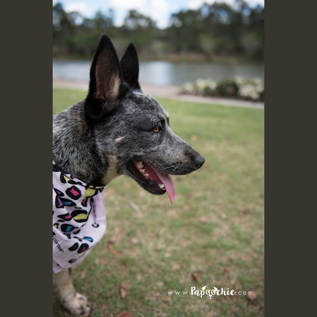 Photo of Jax * I'm Just $200! *