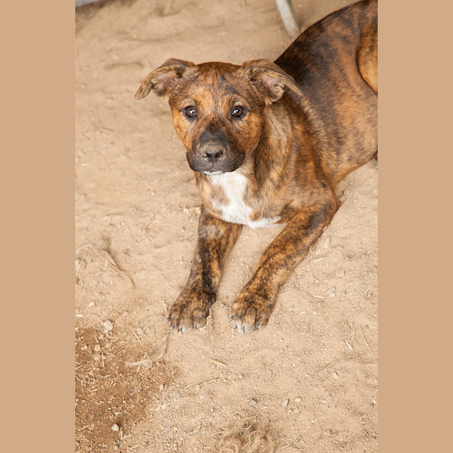 Photo of Shasta