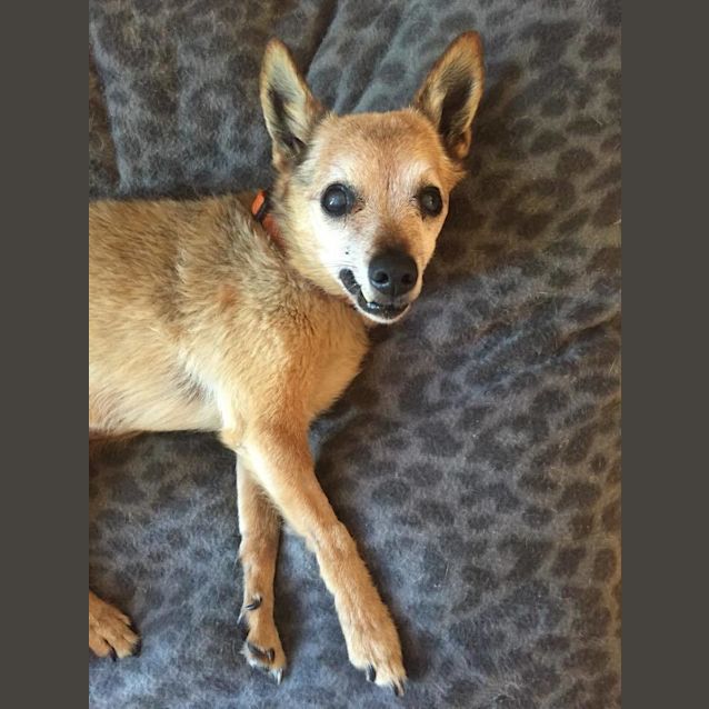 Photo of Hank