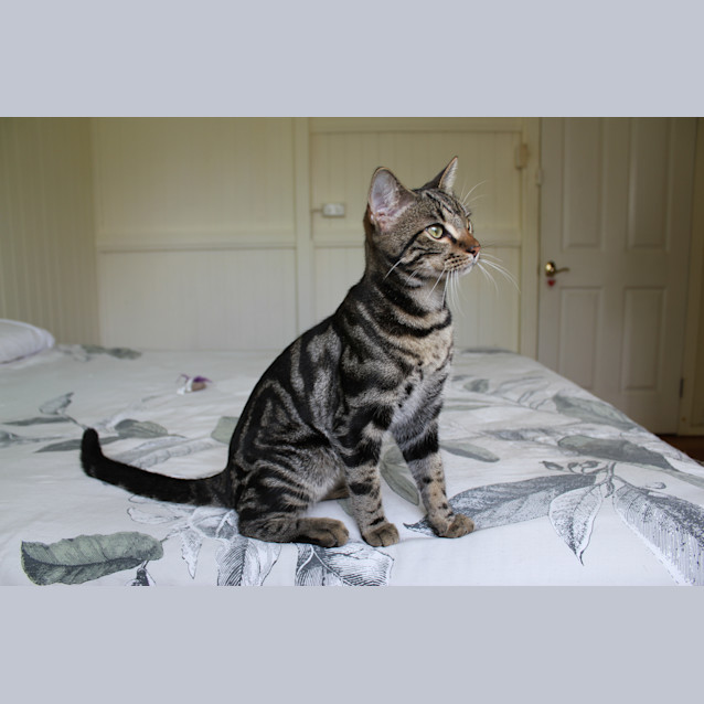 Photo of Otto