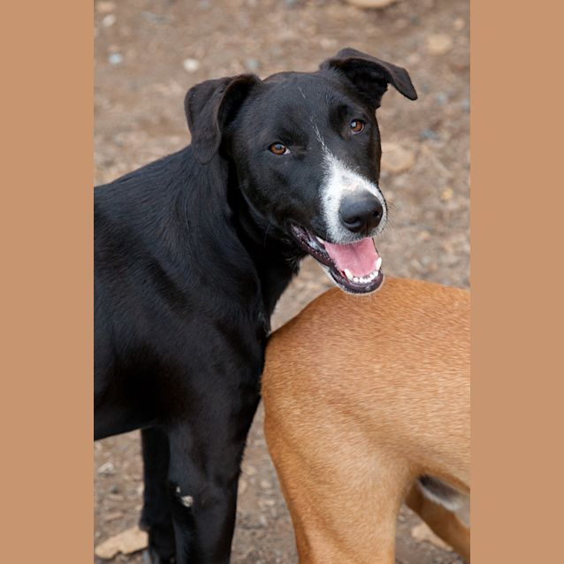 Photo of Rosco2