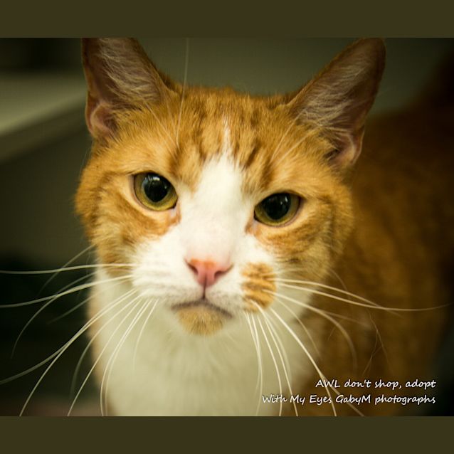 Photo of Tigger