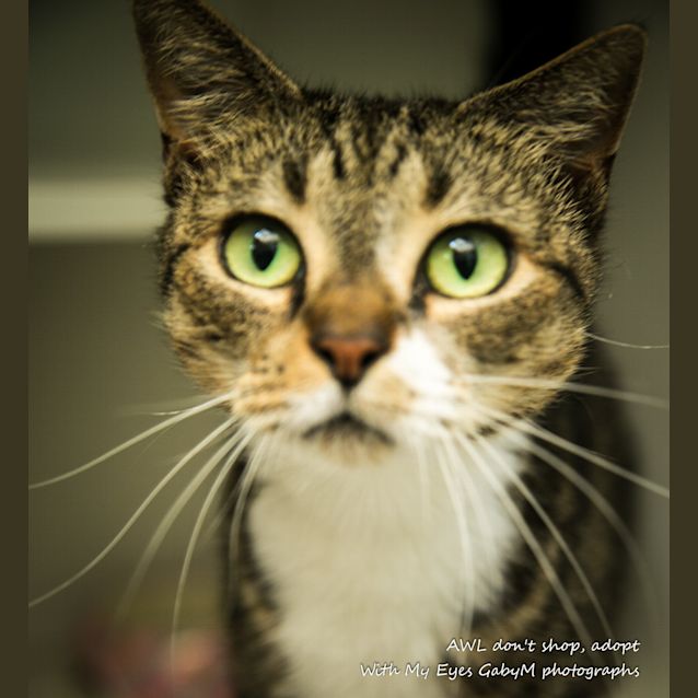 Photo of Tiger
