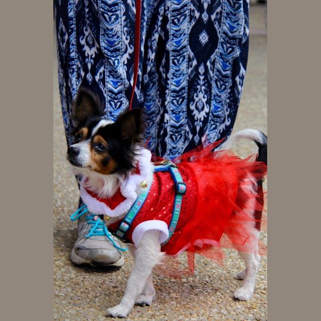 Photo of Cherry Blossom 