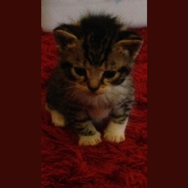 Photo of Milo