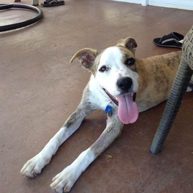 Photo of Buddy