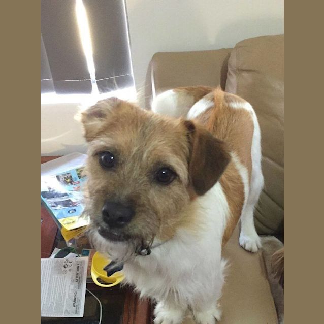 Photo of Archie Dl1243