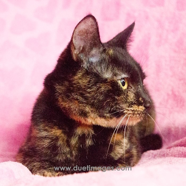 Photo of Gamora **2nd Chance Cat Rescue**