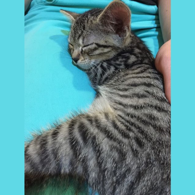 Photo of Buddy