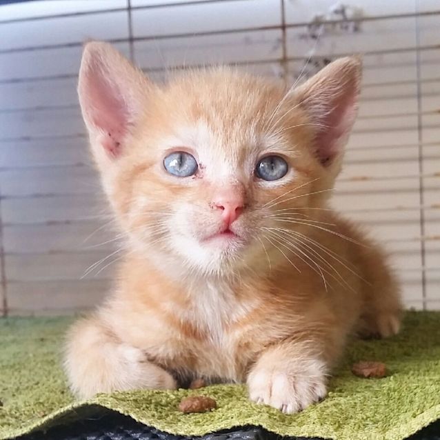 Photo of Ninja