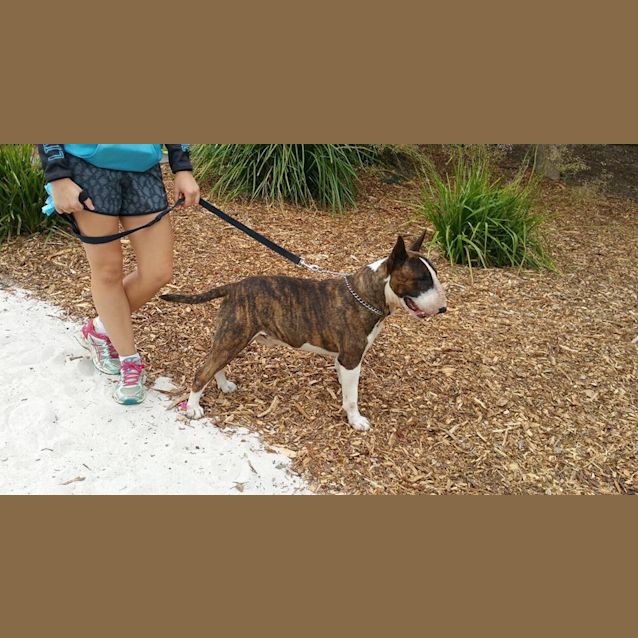 Photo of Sarge (Foster)