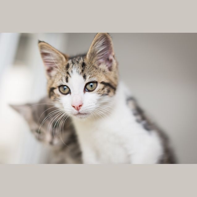 Photo of Zorro
