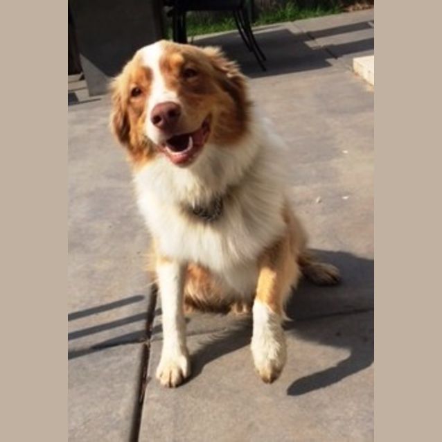 Photo of Charlie Girl