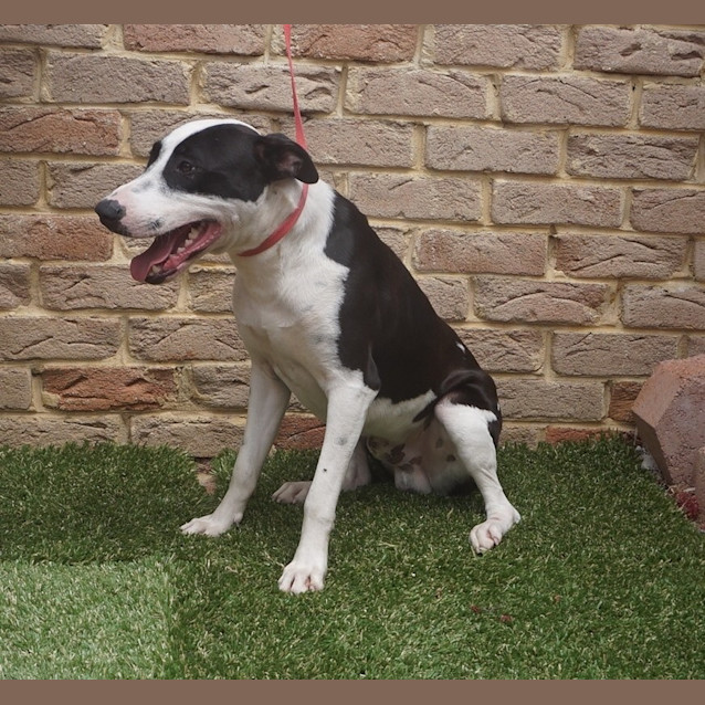 Photo of Sundae