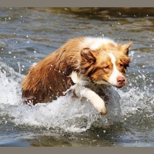 Photo of Charlie Girl