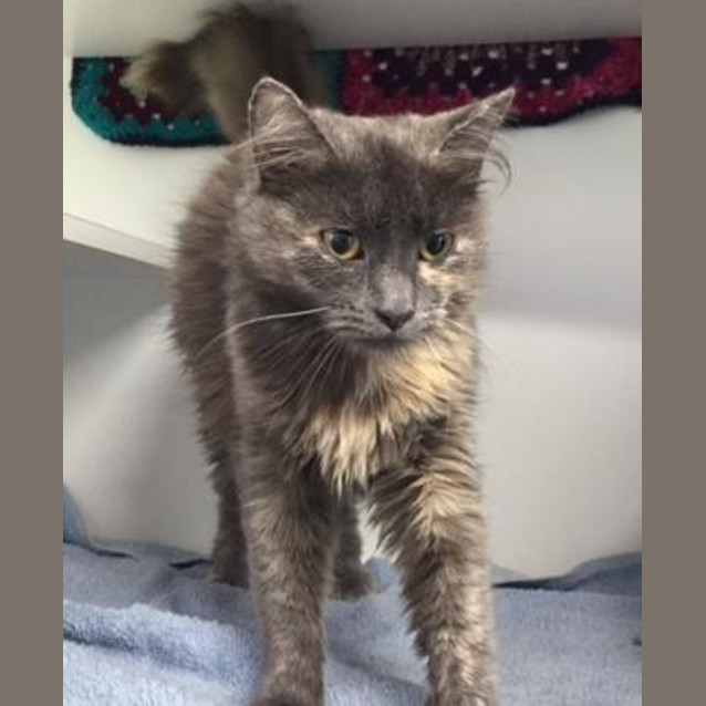 Photo of Pepper