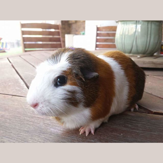 Photo of Pippi