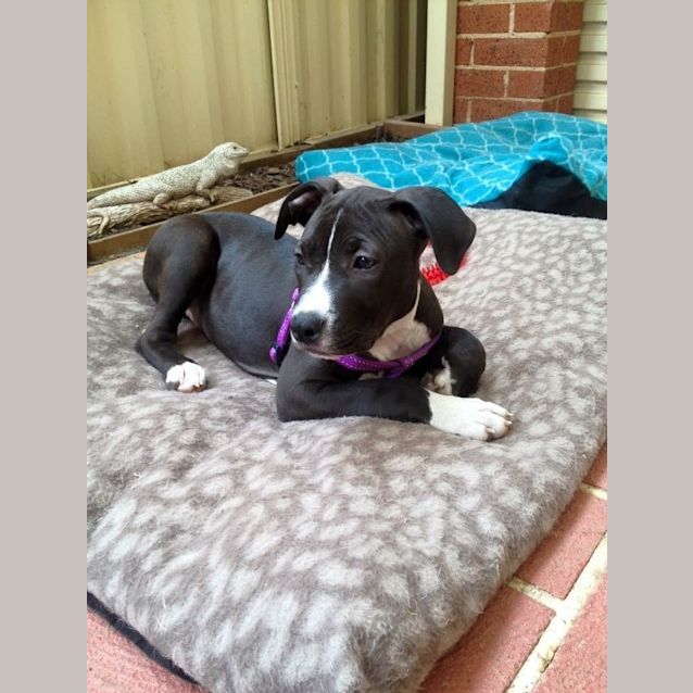 Photo of Indi