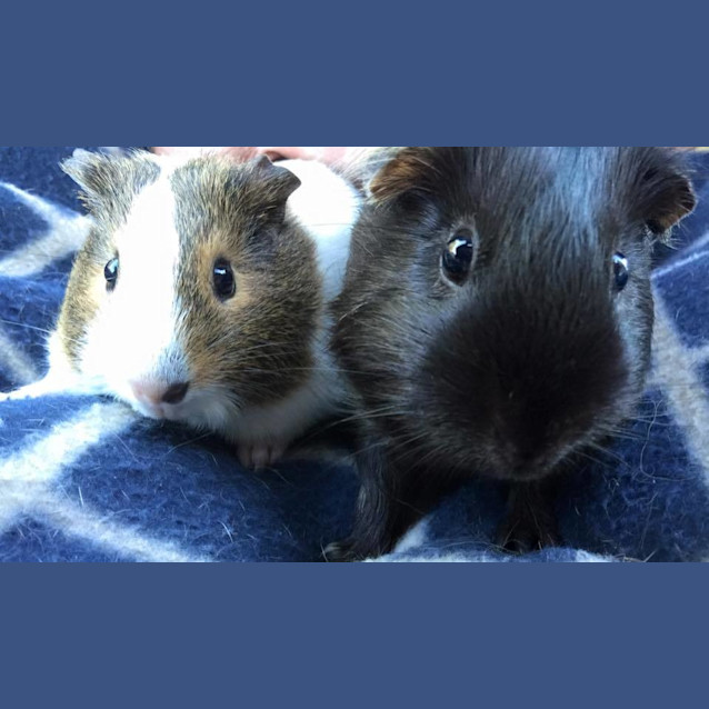 Photo of Cleo And Penny