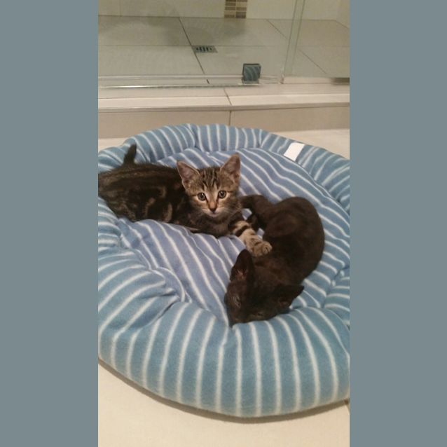Photo of Biscuit * Adoption Pending *