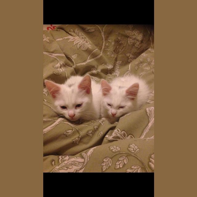 Photo of Nala