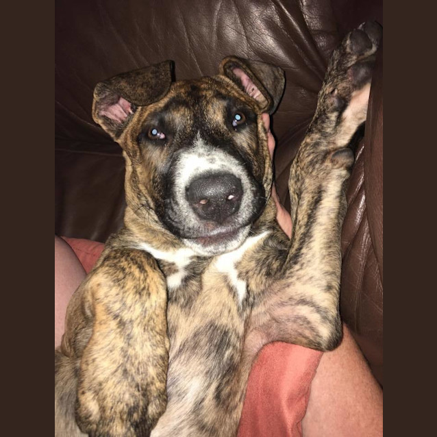 Photo of Nalah *Adoption Pending*