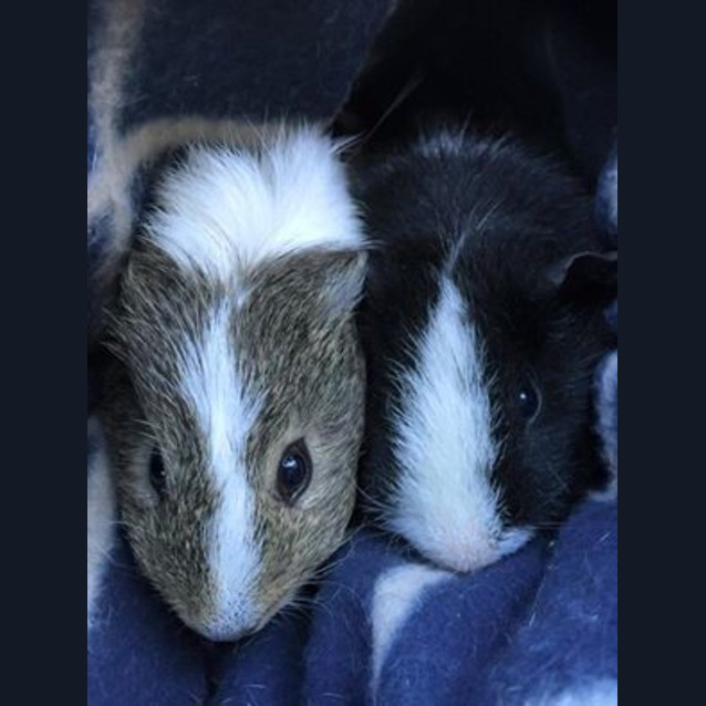 Photo of Aubrey And Dixie