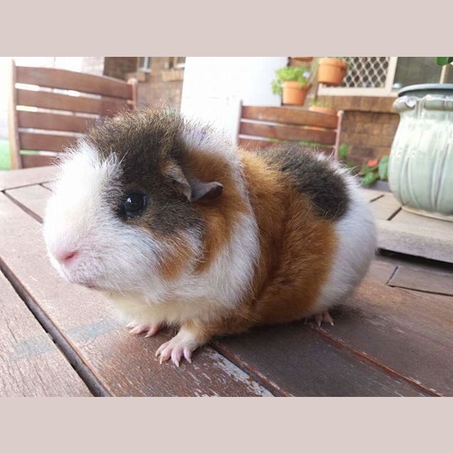 Photo of Bilbo
