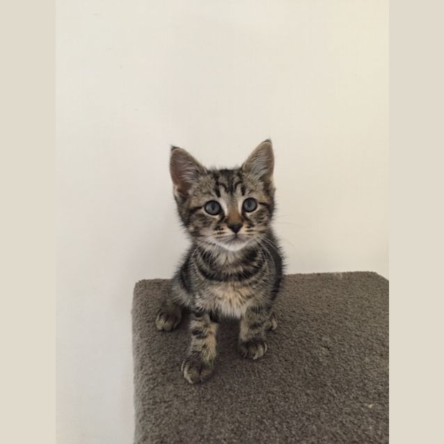 Photo of Norman (Ready To Go)