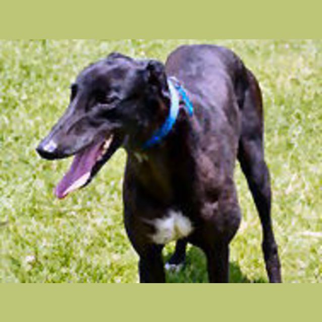 Photo of Boots Is Checking Out His New Home