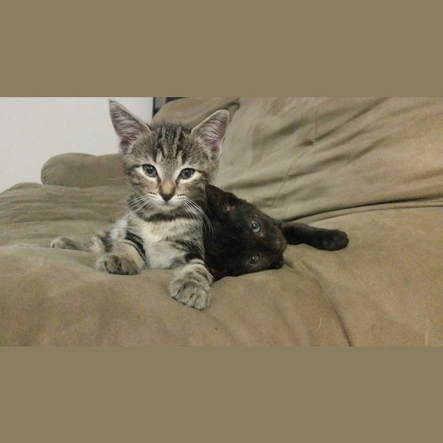 Photo of Prince *Adoption Pending*