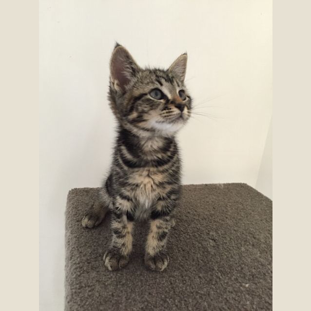 Photo of Norman (Ready To Go)