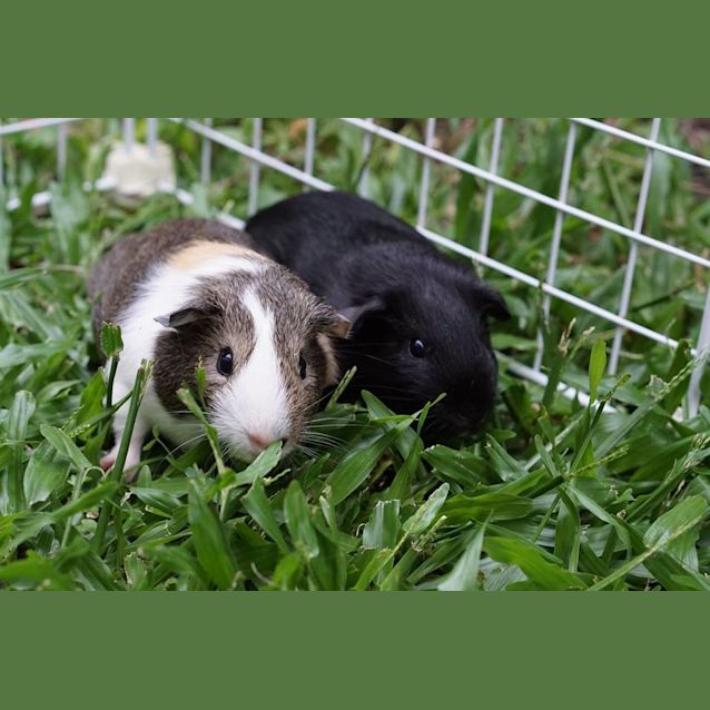 Photo of Bam Bam And Sooty