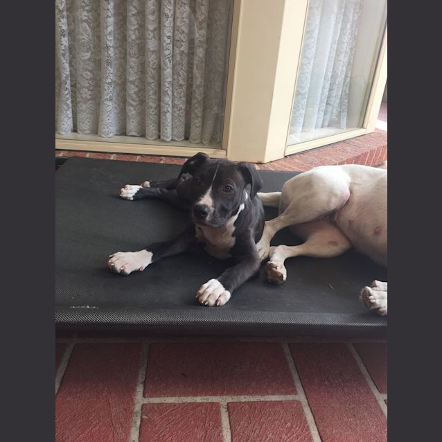 Photo of Indi