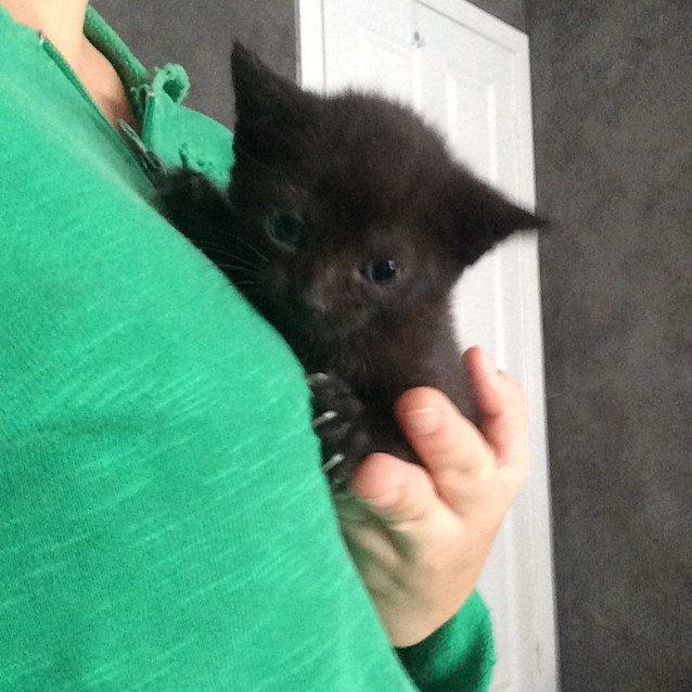 Photo of Kahlua (Lulu)